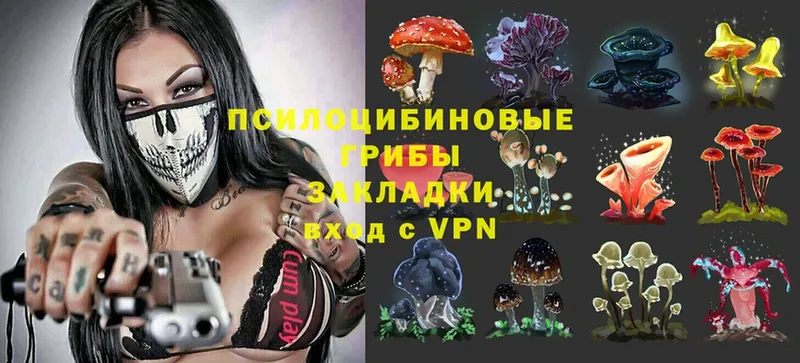 как найти   Тара  Псилоцибиновые грибы MAGIC MUSHROOMS 